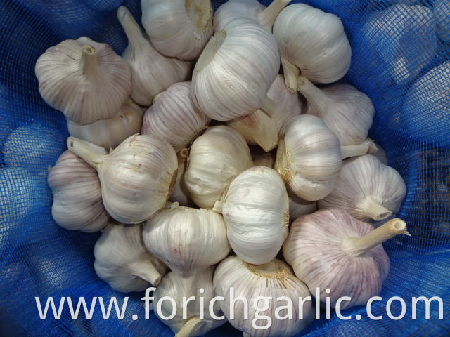 2019 Jinxiang Fresh Normal Garlic